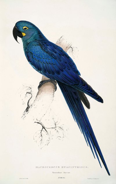 Lear-Ara von Edward Lear